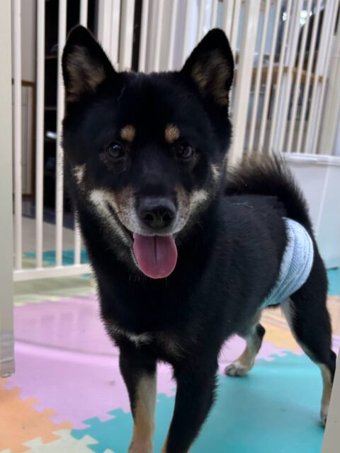 コタローちゃん🐶
本日も、仲良しのニコペットの柴ちゃんと走り回って、ワンプロを仕掛けあったりして楽しんでいました🤭他にもシロちゃんやププちゃん達ともお話をしながら楽しそうに走り回ったりして過ごしていました👍
🐾🐶愛犬のお悩みご相談ください🐶🐾
@kenkohmura_official
↑フォロー待ってます↑
〒955-0091 新潟県三条市上須頃大割428−1
☎︎ 0256-35-2571
✉️ info@kenkohmura.jp
HP: http://kenkohmura.jp
LINE: https://lin.ee/7LIz5sb
#犬幸村#犬の幼稚園 #吠える、噛む #犬のしつけ #トイレ
柴犬柴犬可愛い柴犬大好き柴犬倶楽部柴犬可愛いすぎる