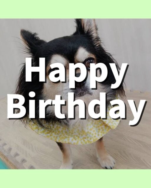 ゴローまるちゃん🐶
happy birthday🎂おめでとうございます‼️
本日園内ではボランティアに来ていただいた方の膝の上に乗ってなでてもらったり、抱っこをしてもらったりしていました👍
他にもピピちゃんと一緒に乗っかり合戦をしたり、きりまるちゃんやまろちゃん達と匂いを嗅ぎ合ったりしてコミュニケーションをとって過ごしていました👍
🐾🐶愛犬のお悩みご相談ください🐶🐾
@kenkohmura_official
↑フォロー待ってます↑
〒955-0091 新潟県三条市上須頃大割428−1
☎︎ 0256-35-2571
✉️ info@kenkohmura.jp
HP: http://kenkohmura.jp
LINE: https://lin.ee/7LIz5sb
#犬幸村#犬の幼稚園 #吠える、噛む #犬のしつけ #トイレ
チワワチワワ可愛いチワワ倶楽部チワワ可愛いすぎるチワワ大好き