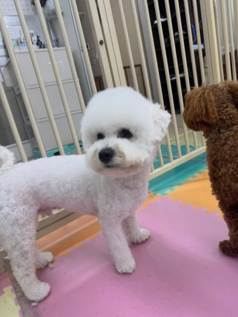 明日は木曜日休園日です🐶
🐾🐶愛犬のお悩みご相談ください🐶🐾
@kenkohmura_official
↑フォロー待ってます↑
〒955-0091 新潟県三条市上須頃大割428−1
☎︎ 0256-35-2571
✉️ info@kenkohmura.jp
HP: http://kenkohmura.jp
LINE: https://lin.ee/7LIz5sb
#犬幸村#犬の幼稚園 #吠える、噛む #犬のしつけ #トイレ