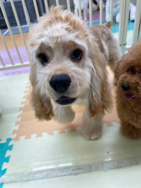 本日初来園のナナちゃん🐶
本日から歯磨きトレーニングを開始しました‼️綺麗な白い歯をこのままキープできるように頑張って磨いていきましょう✊
園内では最初は緊張してあまり動けませんでしたが、だんだんとププちゃんやゆずちゃん、ちーずちゃん達と走り回ったりして初来園とは思えないくらいフレンドリーになっていました👍
🐾🐶愛犬のお悩みご相談ください🐶🐾
@kenkohmura_official
↑フォロー待ってます↑
〒955-0091 新潟県三条市上須頃大割428−1
☎︎ 0256-35-2571
✉️ info@kenkohmura.jp
HP: http://kenkohmura.jp
LINE: https://lin.ee/7LIz5sb
#犬幸村#犬の幼稚園 #吠える、噛む #犬のしつけ #トイレ
コッカーコッカー可愛いコッカー大好きコッカー倶楽部コッカー可愛いすぎる