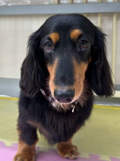 クッキーちゃん🐶
本日は花斗ちゃんやむくちゃん、モカちゃん達と匂いを嗅ぎ合ったり、みんなで挨拶をしあったりしてコミュニケーションをとって過ごしていました🤭
🐾🐶愛犬のお悩みご相談ください🐶🐾
@kenkohmura_official
↑フォロー待ってます↑
〒955-0091 新潟県三条市上須頃大割428−1
☎︎ 0256-35-2571
✉️ info@kenkohmura.jp
HP: http://kenkohmura.jp
LINE: https://lin.ee/7LIz5sb
#犬幸村#犬の幼稚園 #吠える、噛む #犬のしつけ #トイレ
ダックスダックス可愛いダックス倶楽部ダックス可愛いすぎるダックス大好き