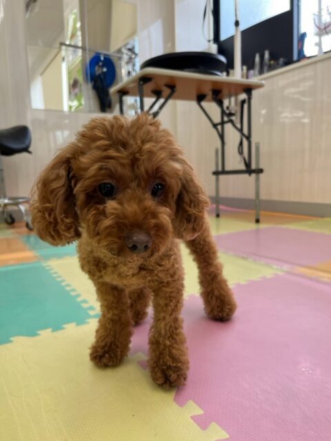 もこちゃん🐶
本日はニコペットのちびっ子達ややん丸、鶴丸達に匂いを嗅がれたり、スタッフに甘えん坊で可愛いアピールをしたりして過ごしていました😍

🐾🐶愛犬のお悩みご相談ください🐶🐾
@kenkohmura_official
 ↑フォロー待ってます↑

〒955-0091 新潟県三条市上須頃大割４２８−１
☎︎ 0256-35-2571
✉️ info@kenkohmura.jp
HP: http://kenkohmura.jp
LINE: https://lin.ee/7LIz5sb

#犬幸村#犬の幼稚園 #吠える、噛む #犬のしつけ #トイレ
トイプートイプー可愛いトイプー倶楽部トイプー可愛いすぎるトイプー大好き