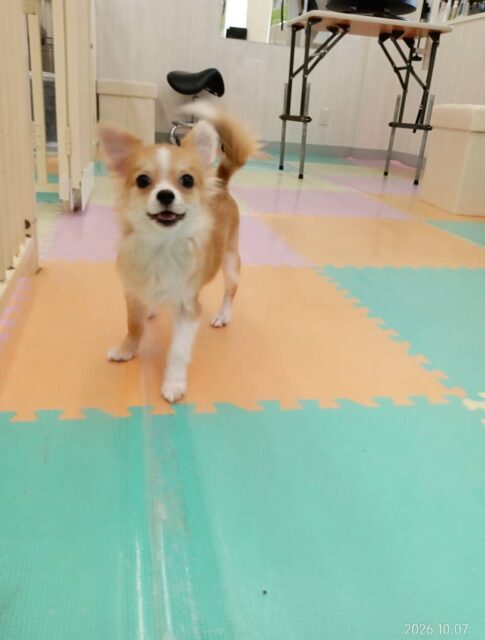 初来園のマロンちゃん🐶
本日初来園のマロンちゃん‼️みんなと走り回って激しいワンプロを仕掛けあったりして非常に楽しそうに遊び回っていました🤭
🐾🐶愛犬のお悩みご相談ください🐶🐾
@kenkohmura_official
↑フォロー待ってます↑
〒955-0091 新潟県三条市上須頃大割428−1
☎︎ 0256-35-2571
✉️ info@kenkohmura.jp
HP: http://kenkohmura.jp
LINE: https://lin.ee/7LIz5sb
#犬幸村#犬の幼稚園 #吠える、噛む #犬のしつけ #トイレ
ミックスミックス犬ミックス犬可愛いミックス犬大好きミックス犬倶楽部