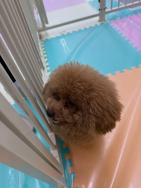 ププちゃん🐶
今日は、ナナちゃんに「遊ぼうよー!」と遊びに誘っていたり、スタッフに構ってアピールしていました!😆
また、店内へお散歩に行った時はルンルンしながら楽しそう歩いていました!☺️
🐾🐶愛犬のお悩みご相談ください🐶🐾
@kenkohmura_official
↑フォロー待ってます↑
☎︎ 0〒955-0091 新潟県三条市上須頃大割428−1256-35-2571
✉️ info@kenkohmura.jp
HP: http://kenkohmura.jp
LINE: https://lin.ee/7LIz5sb
#犬幸村#犬の幼稚園 #吠える、噛む #犬のしつけ #トイレ トイプードル トイプードル可愛い トイプードル大好き倶楽部