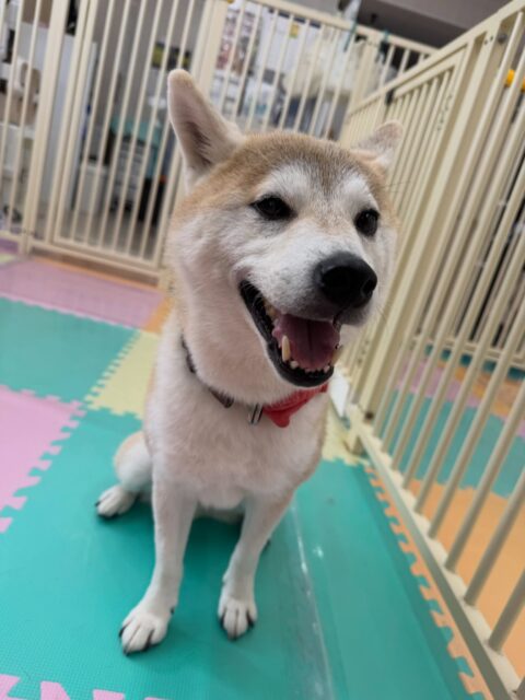 まめちゃん🐶
本日はかなりテンションが高かったのか大吉ちゃんや、やん丸、すけちゃん達と激しくおしゃべりをしたり、走り回ったりして楽しんでいました🤭
🐾🐶愛犬のお悩みご相談ください🐶🐾
@kenkohmura_official
↑フォロー待ってます↑
〒955-0091 新潟県三条市上須頃大割428−1
☎︎ 0256-35-2571
✉️ info@kenkohmura.jp
HP: http://kenkohmura.jp
LINE: https://lin.ee/7LIz5sb
#犬幸村#犬の幼稚園 #吠える、噛む #犬のしつけ #トイレ
柴犬柴犬可愛い柴犬倶楽部柴犬可愛いすぎる柴犬大好き