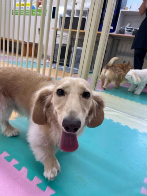 シロちゃん🐶
本日歯磨きトレーニングを開始して1年1ヶ月が経ちました
歯の状態はかなりキープできているのでこのまま継続を意識してキープできるように頑張りましょう✊
園内ではニコペットのちびっ子達やコタローちゃん、ププちゃん、花斗ちゃん、クッキーちゃん達と大勢で走り回ったり、みんなでお話をしたりして過ごしていました👍
🐾🐶愛犬のお悩みご相談ください🐶🐾
@kenkohmura_official
↑フォロー待ってます↑
〒955-0091 新潟県三条市上須頃大割428−1
☎︎ 0256-35-2571
✉️ info@kenkohmura.jp
HP: http://kenkohmura.jp
LINE: https://lin.ee/7LIz5sb
#犬幸村#犬の幼稚園 #吠える、噛む #犬のしつけ #トイレ
ダックスダックス可愛いダックス大好きダックス倶楽部ダックス可愛いすぎる