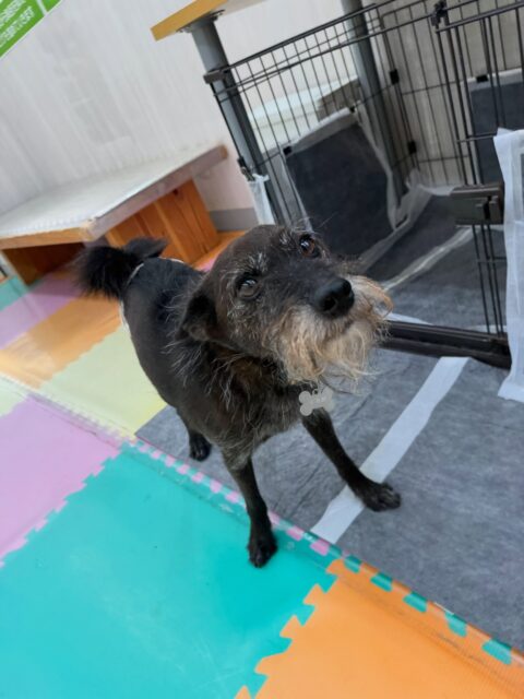 小乃輔ちゃん🐶
本日は朝からまめちゃんや大吉ちゃん、やん丸達と走り回っ
たり、みんなで激しいお話をしたりして過ごしていました🤭
午後からはスタッフに甘えん坊な小乃輔ちゃん、まめちゃんとスタッフの膝の上争奪戦をしていました🤣
🐾🐶愛犬のお悩みご相談ください🐶🐾
@kenkohmura_official
↑フォロー待ってます↑
〒955-0091 新潟県三条市上須頃大割428−1
☎︎ 0256-35-2571
✉️ info@kenkohmura.jp
HP: http://kenkohmura.jp
LINE: https://lin.ee/7LIz5sb
#犬幸村#犬の幼稚園 #吠える、噛む #犬のしつけ #トイレ
ミックスミックス犬ミックス犬可愛いミックス犬大好きミックス犬倶楽部ミックス犬可愛いすぎる