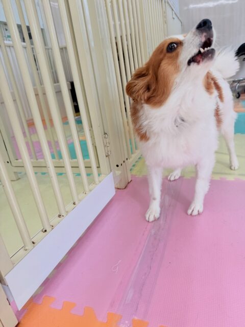 マロンちゃん🐶
今日は、朝から園内を全力で走り回ったり、大好きなやん丸に挨拶していました!😆
また、初来園のナナちゃんの匂いを自分から嗅ぎに行っていました!😊
🐾🐶愛犬のお悩みご相談ください🐶🐾
@kenkohmura_official
↑フォロー待ってます↑
☎︎ 0〒955-0091 新潟県三条市上須頃大割428−1256-35-2571
✉️ info@kenkohmura.jp
HP: http://kenkohmura.jp
LINE: https://lin.ee/7LIz5sb
#犬幸村#犬の幼稚園 #吠える、噛む #犬のしつけ #トイレ パピヨン パピヨン可愛い パピヨンとの暮らし