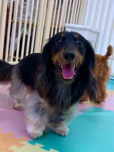 花斗ちゃん🐶
本日は自分からいろんな子達の匂いを嗅いでみたり、みんなに上手に挨拶をしたりしてコミュニケーションをとっていました‼️
クッキーちゃんやシロちゃん達のチームダックス達とはお友達まであと一歩まで来たので次回に期待です‼️
🐾🐶愛犬のお悩みご相談ください🐶🐾
@kenkohmura_official
↑フォロー待ってます↑
〒955-0091 新潟県三条市上須頃大割428−1
☎︎ 0256-35-2571
✉️ info@kenkohmura.jp
HP: http://kenkohmura.jp
LINE: https://lin.ee/7LIz5sb
#犬幸村#犬の幼稚園 #吠える、噛む #犬のしつけ #トイレ
ダックスダックス可愛いカニヘンカニヘン可愛い