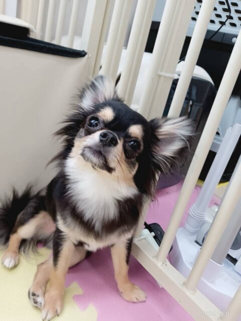きりまるちゃん&まろちゃん🐶
本日きりまるちゃんはニコペットのちびっ子達やゴロー丸ちゃん達と匂いを嗅ぎ合ったり、激しすぎるワンプロを繰り広げていました🤭
まろちゃんは大好きな風夾ちゃんや初めましてのココアちゃん、マロンちゃん達と走り回ったり、みんなで追いかけっこをしたりして楽しんでいました👍
🐾🐶愛犬のお悩みご相談ください🐶🐾
@kenkohmura_official
↑フォロー待ってます↑
〒955-0091 新潟県三条市上須頃大割428−1
☎︎ 0256-35-2571
✉️ info@kenkohmura.jp
HP: http://kenkohmura.jp
LINE: https://lin.ee/7LIz5sb
#犬幸村#犬の幼稚園 #吠える、噛む #犬のしつけ #トイレ
チワワチワワ可愛いチワワ大好きチワワ倶楽部チワワ可愛いすぎる