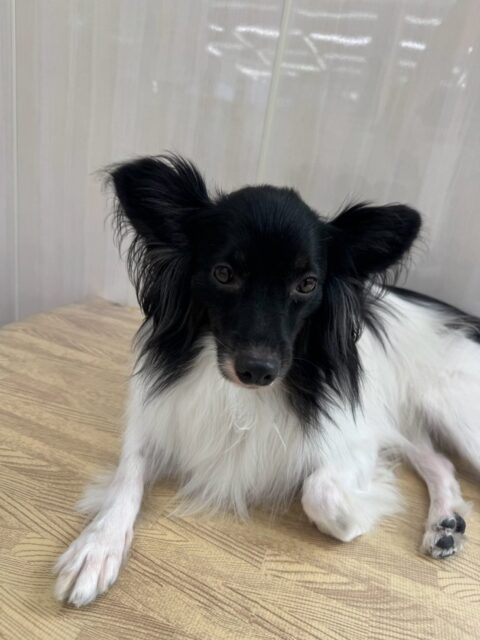 リラちゃん🐶
今日は、仲良しのマロンちゃんと一緒に園内をのんびり歩き回ったり、やん丸と椅子の上でのんびりくつろいでいました!😍
また、スタッフが近くで作業していると「何してるのー!」と様子見していました!😁
🐾🐶愛犬のお悩みご相談ください🐶🐾
@kenkohmura_official
↑フォロー待ってます↑
☎︎ 0〒955-0091 新潟県三条市上須頃大割428−1256-35-2571
✉️ info@kenkohmura.jp
HP: http://kenkohmura.jp
LINE: https://lin.ee/7LIz5sb
#犬幸村#犬の幼稚園 #吠える、噛む #犬のしつけ #トイレ ミックス犬 ミックス犬可愛い ミックス犬大好きさん