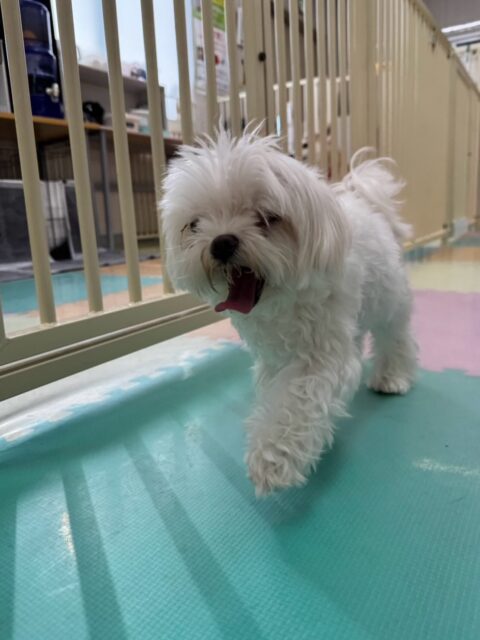 まるちゃん&ちーずちゃん🐶
まるちゃんは、のんびり園内を散策したり、色んなことお喋りしたりしていました!😊
ちーずちゃんは、スタッフの膝の上で「構ってよ!遊んでよ!」と甘えん坊さんしていました!🥰
🐾🐶愛犬のお悩みご相談ください🐶🐾
@kenkohmura_official
↑フォロー待ってます↑
☎︎ 0〒955-0091 新潟県三条市上須頃大割428−1256-35-2571
✉️ info@kenkohmura.jp
HP: http://kenkohmura.jp
LINE: https://lin.ee/7LIz5sb
#犬幸村#犬の幼稚園 #吠える、噛む #犬のしつけ #トイレ マルチーズ マルチーズ可愛い マルチーズ大好き