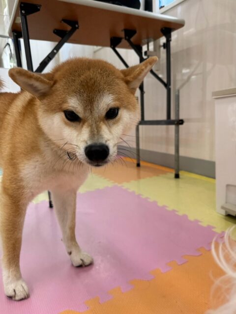 こまちゃん🐶
本日歯磨きトレーニングを開始して1年が経ちました🦷
歯の状態は非常に綺麗にキープできているのでこのまま継続をしてキープできるようにしましょう‼️

園内ではチャリーちゃんやのりまきちゃん、ちーずちゃん、ペリーちゃん達と激しく走り回ったり、みんなでおしゃべりをしながらワンプロを仕掛けあったりして非常に楽しそうに過ごしていました🤭

🐾🐶愛犬のお悩みご相談ください🐶🐾
@kenkohmura_official
 ↑フォロー待ってます↑

〒955-0091 新潟県三条市上須頃大割４２８−１
☎︎ 0256-35-2571
✉️ info@kenkohmura.jp
HP: http://kenkohmura.jp
LINE: https://lin.ee/7LIz5sb

#犬幸村#犬の幼稚園 #吠える、噛む #犬のしつけ #トイレ
柴犬柴犬可愛い柴犬大好き柴犬倶楽部柴犬可愛いすぎる
