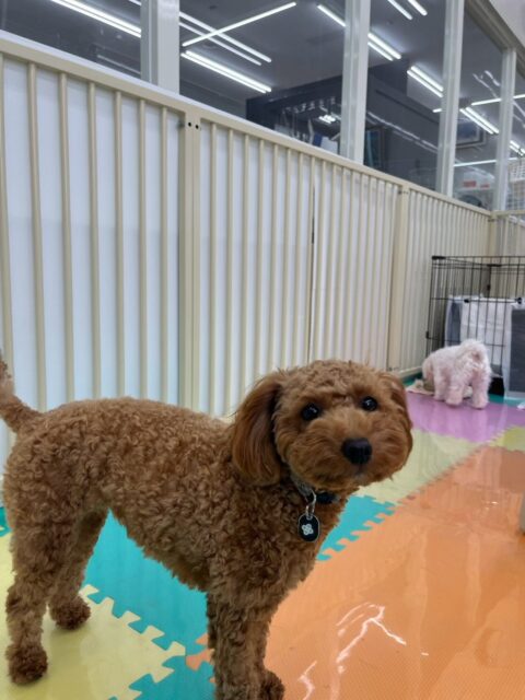 モカちゃん🐶
本日はププちゃんやまるちゃん、ちーずちゃん達と走り回ったり、みんなで匂いを嗅ぎ合ったり、スタッフに構ってアピールをたくさんしてくれたりして過ごしていました😍

🐾🐶愛犬のお悩みご相談ください🐶🐾
@kenkohmura_official
 ↑フォロー待ってます↑

〒955-0091 新潟県三条市上須頃大割４２８−１
☎︎ 0256-35-2571
✉️ info@kenkohmura.jp
HP: http://kenkohmura.jp
LINE: https://lin.ee/7LIz5sb

#犬幸村#犬の幼稚園 #吠える、噛む #犬のしつけ #トイレ
トイプートイプー可愛いトイプー倶楽部トイプー可愛いすぎる