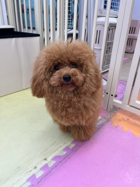 ププちゃん🐶
本日は大好きなモカちゃんやイブちゃん達の後ろをついて歩いたり、遊びを誘ったりして楽しく過ごしていました🤭

🐾🐶愛犬のお悩みご相談ください🐶🐾
@kenkohmura_official
 ↑フォロー待ってます↑

〒955-0091 新潟県三条市上須頃大割４２８−１
☎︎ 0256-35-2571
✉️ info@kenkohmura.jp
HP: http://kenkohmura.jp
LINE: https://lin.ee/7LIz5sb

#犬幸村#犬の幼稚園 #吠える、噛む #犬のしつけ #トイレ
トイプートイプー可愛いトイプー倶楽部トイプー可愛いすぎる
