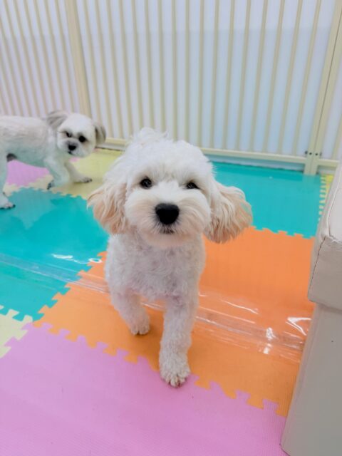 ふうちゃん🐶
今日は、スタッフがカメラを向けるとカメラ目線の可愛い写真を撮らせてくれました!😆
また、ゆずちゃんと楽しそうにわんプロしたり、追いかけっこしたりして遊んでいました!☺️
🐾🐶愛犬のお悩みご相談ください🐶🐾
@kenkohmura_official
↑フォロー待ってます↑
☎︎ 0〒955-0091 新潟県三条市上須頃大割428−1256-35-2571
✉️ info@kenkohmura.jp
HP: http://kenkohmura.jp
LINE: https://lin.ee/7LIz5sb
#犬幸村#犬の幼稚園 #吠える、噛む #犬のしつけ #トイレ ミックス犬 ミックス犬大好き ミックス犬可愛い