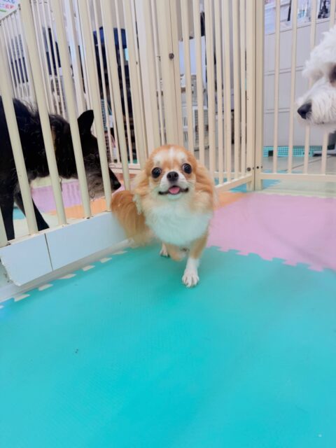 今日幼稚園体験に来てくれました!🐶
幼稚園来て直ぐに、自分から「遊ぼうよー!」と色んな子を遊びに誘っていました!😍
また、ふうちゃんにグイグイ来られると少し戸惑いながらも楽しそうに遊んでいました!😊
🐾🐶愛犬のお悩みご相談ください🐶🐾
@kenkohmura_official
↑フォロー待ってます↑
☎︎ 0〒955-0091 新潟県三条市上須頃大割428−1256-35-2571
✉️ info@kenkohmura.jp
HP: http://kenkohmura.jp
LINE: https://lin.ee/7LIz5sb
#犬幸村#犬の幼稚園 #吠える、噛む #犬のしつけ #トイレ チワワ チワワ可愛い チワワとの暮らし