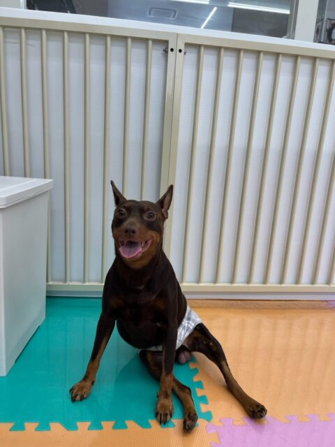 とらのすけちゃん🐶
本日は、やん丸やぽん太、ちーずちゃん達と追いかけっこをしたり、お腹を出したり、ワンプロをしたりして楽しそうに過ごしていました🤭

🐾🐶愛犬のお悩みご相談ください🐶🐾
@kenkohmura_official
 ↑フォロー待ってます↑

〒955-0091 新潟県三条市上須頃大割４２８−１
☎︎ 0256-35-2571
✉️ info@kenkohmura.jp
HP: http://kenkohmura.jp
LINE: https://lin.ee/7LIz5sb

#犬幸村#犬の幼稚園 #吠える、噛む #犬のしつけ #トイレ
ピンシャーミニピンミニピン可愛いミニピン倶楽部ミニピン可愛いすぎる