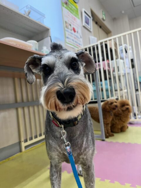 ペリーちゃん🐶
本日歯磨きトレーニングを開始して1年11ヶ月が経ちました
歯の状態はかなり良く上手にキープできてると思います‼️このまま継続して綺麗な状態を保ちましょう✊

園内では、チャリーちゃんやこまちゃん、のりまきちゃん達と走り回ったりみんなでお話をしながら激しいワンプロを繰り広げていました👍

🐾🐶愛犬のお悩みご相談ください🐶🐾
@kenkohmura_official
 ↑フォロー待ってます↑

〒955-0091 新潟県三条市上須頃大割４２８−１
☎︎ 0256-35-2571
✉️ info@kenkohmura.jp
HP: http://kenkohmura.jp
LINE: https://lin.ee/7LIz5sb

#犬幸村#犬の幼稚園 #吠える、噛む #犬のしつけ #トイレ
シュナウザーシュナウザー可愛いシュナウザー大好きシュナウザー倶楽部シュナウザー可愛いすぎる