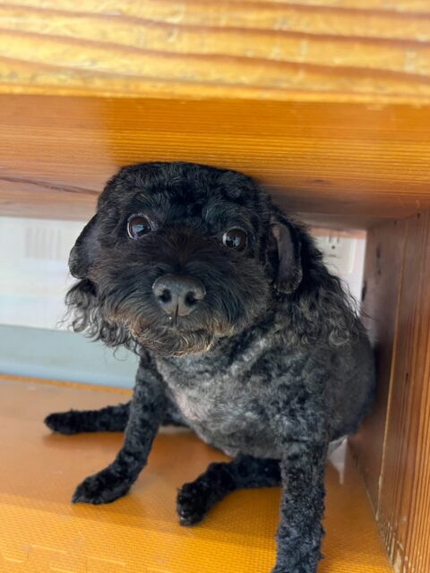 イブちゃん＆ルイちゃん🐶
本日歯磨きトレーニングを開始して2年が経ちました🦷
歯の状態はイブちゃんはかなり良くキープできています‼️このままキープを目指して頑張りましょう✊
ルイちゃんは少し汚れが気になりつつあるので汚れている場所を重点的に磨いてこれ以上汚れがつかないようにキープしていきましょう✊

園内でイブちゃんはのりまきちゃんやチャリーちゃん、こまちゃん達のチーム柴犬達にモテモテでした🤭いろんな子達に遊びを誘われて楽しそうに過ごしていました👍

ルイちゃんはチャリーちゃんやププちゃん、モカちゃん達と走り回ったり、ワンプロを仕掛けあったりして楽しんでいました🤣

🐾🐶愛犬のお悩みご相談ください🐶🐾
@kenkohmura_official
 ↑フォロー待ってます↑

〒955-0091 新潟県三条市上須頃大割４２８−１
☎︎ 0256-35-2571
✉️ info@kenkohmura.jp
HP: http://kenkohmura.jp
LINE: https://lin.ee/7LIz5sb

#犬幸村#犬の幼稚園 #吠える、噛む #犬のしつけ #トイレ
トイプートイプー可愛いトイプー倶楽部トイプー可愛いすぎるトイプー大好き