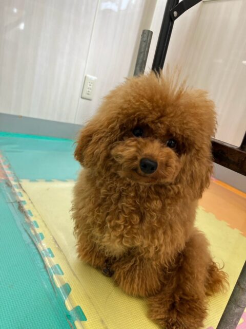 ププちゃん＆ポポちゃん🐶
本日ププちゃんはちーずちゃんや、ぽん太達と走り回ったり、みんなで楽しそうに過ごしていました🤭

ポポちゃんはまるちゃん＆ちーずちゃんがかなり気に入ったのかかなり猛烈にアタックして何度もあそぼーよーと遊びを誘ってくれていました👍

🐾🐶愛犬のお悩みご相談ください🐶🐾
@kenkohmura_official
 ↑フォロー待ってます↑

〒955-0091 新潟県三条市上須頃大割４２８−１
☎︎ 0256-35-2571
✉️ info@kenkohmura.jp
HP: http://kenkohmura.jp
LINE: https://lin.ee/7LIz5sb

#犬幸村#犬の幼稚園 #吠える、噛む #犬のしつけ #トイレ
トイプートイプー可愛いトイプー倶楽部トイプー可愛いすぎる