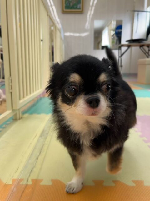 こまめちゃん🐶
本日はまるちゃんやちーずちゃん達にちょっかいを出されたりたくさん遊びを誘われたりして人気者でした🤭
中にはしつこすぎて、しつこいよ‼️とブチギレられた子達もいたようです🤣

🐾🐶愛犬のお悩みご相談ください🐶🐾
@kenkohmura_official
 ↑フォロー待ってます↑

〒955-0091 新潟県三条市上須頃大割４２８−１
☎︎ 0256-35-2571
✉️ info@kenkohmura.jp
HP: http://kenkohmura.jp
LINE: https://lin.ee/7LIz5sb

#犬幸村#犬の幼稚園 #吠える、噛む #犬のしつけ #トイレ
チワワチワワ可愛いチワワ倶楽部チワワ可愛いすぎるチワワクラT