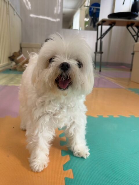 まるちゃん＆ちーずちゃん🐶
本日まるちゃんは朝からいろんな子達と喋り合ったり、ちょっかいを出されてなんだよー‼️と怒ったりしていました🤭

ちーずちゃんはポポちゃんやププちゃん達と走り回ったり、みんなで激しいワンプロを繰り広げたりして楽しそうに過ごしていました👍

🐾🐶愛犬のお悩みご相談ください🐶🐾
@kenkohmura_official
 ↑フォロー待ってます↑

〒955-0091 新潟県三条市上須頃大割４２８−１
☎︎ 0256-35-2571
✉️ info@kenkohmura.jp
HP: http://kenkohmura.jp
LINE: https://lin.ee/7LIz5sb

#犬幸村#犬の幼稚園 #吠える、噛む #犬のしつけ #トイレ
マルチーズマルチーズ可愛いマルチーズ大好きマルチーズ倶楽部マルチーズ可愛いすぎる
