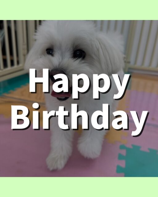 ポコちゃん🐶
お誕生日おめでとうございます🎂✨
ニコペットにいる子達と遊んだり、大好きなププちゃんにアピールしていました😆
🐾🐶愛犬のお悩みご相談ください🐶🐾
@kenkohmura_official
↑フォロー待ってます↑
〒955-0091 新潟県三条市上須頃大割428−1
☎︎ 0256-35-3999
✉️ info@kenkohmura.jp
HP: http://kenkohmura.jp
LINE: https://lin.ee/7LIz5sb
#犬幸村#犬の幼稚園 #吠える噛む #犬のしつけ #トイレ
ミックス犬 ミックス犬大好き ミックス犬可愛い
