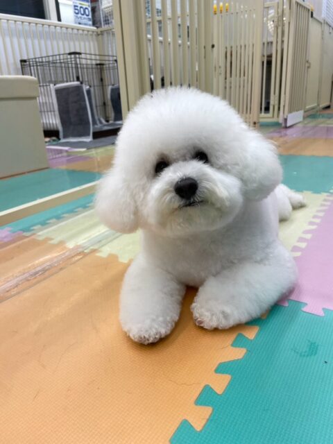 ピピちゃん🐶
本日は、ププちゃんやマロンちゃん、ぽん太達にたくさん遊びを誘われたり、みんなと走り回ったり、コミュニケーションをとったりして過ごしていました🤭
🐾🐶愛犬のお悩みご相談ください🐶🐾
@kenkohmura_official
↑フォロー待ってます↑
🐾🐶愛犬のお悩みご相談ください🐶🐾
@kenkohmura_official
↑フォロー待ってます↑
〒955-0091 新潟県三条市上須頃大割428−1
☎︎ 0256-35-3999
✉️ info@kenkohmura.jp
HP: http://kenkohmura.jp
LINE: https://lin.ee/7LIz5sb
#犬幸村#犬の幼稚園 #吠える、噛む #犬のしつけ #トイレ
ビションビション可愛いビション大好きビション倶楽部ビション可愛いすぎる