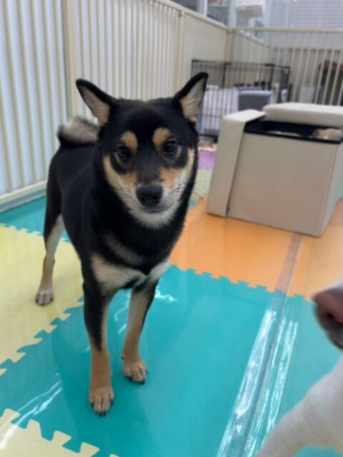ももちゃん🐶
本日幼稚園では初めてのお手入れ、シャンプー非常に上手に頑張ってくれました👍みんなと遊んで疲れた後にお手入れやシャンプーなどをしました‼️非常に上手にやらせてくれてよかったです👏
園内ではあんずちゃんやコハクちゃん、ププちゃん達と激しいワンプロを繰り広げて1日中激しく遊び回って過ごしていました🤭
🐾🐶愛犬のお悩みご相談ください🐶🐾
@kenkohmura_official
↑フォロー待ってます↑
〒955-0091 新潟県三条市上須頃大割428−1
☎︎ 0256-35-3999
✉️ info@kenkohmura.jp
HP: http://kenkohmura.jp
LINE: https://lin.ee/7LIz5sb
#犬幸村#犬の幼稚園 #吠える、噛む #犬のしつけ #トイレ
柴犬柴犬可愛い柴犬大好き柴犬可愛いすぎる柴犬大好き
