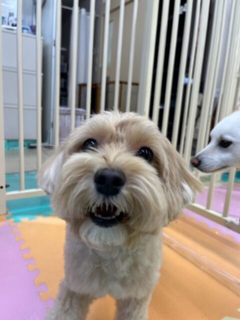 ナッツちゃん🐶
久しぶりの来園でみんなから注目の的でした🤭来園してる子達全員から挨拶や匂いを嗅がれたりしてたまにしつこく遊びを誘われたりするとなんだよ‼️とキレていました🤣
🐾🐶愛犬のお悩みご相談ください🐶🐾
@kenkohmura_official
↑フォロー待ってます↑
〒955-0091 新潟県三条市上須頃大割428−1
☎︎ 0256-35-3999
✉️ info@kenkohmura.jp
HP: http://kenkohmura.jp
LINE: https://lin.ee/7LIz5sb
#犬幸村#犬の幼稚園 #吠える、噛む #犬のしつけ #トイレ
ミックスミックス犬ミックス犬可愛いミックス犬大好きミックス犬倶楽部