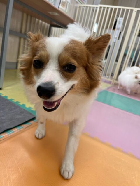 マロンちゃん🐶
本日はリラちゃん達とお腹を出し合って寝転がって休憩をしたり、ぽん太とワンプロを仕掛けあったりして非常に楽しそうに動き回って過ごしていました🤭
🐾🐶愛犬のお悩みご相談ください🐶🐾
@kenkohmura_official
↑フォロー待ってます↑
〒955-0091 新潟県三条市上須頃大割428−1
☎︎ 0256-35-3999
✉️ info@kenkohmura.jp
HP: http://kenkohmura.jp
LINE: https://lin.ee/7LIz5sb
#犬幸村#犬の幼稚園 #吠える、噛む #犬のしつけ #トイレ
パピヨンパピヨン可愛いパピヨン大好きパピヨンクラ