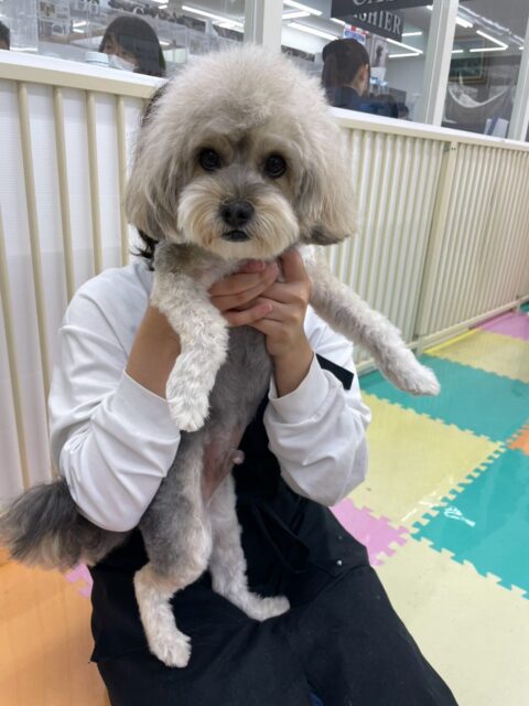 オレオちゃん&初来園のまあむちゃん🐶
本日オレオちゃんはベンやぽん太、ププちゃん達と走り回ったり、みんなで追いかけっこをしたりして楽しそうに過ごしていました🤭
まあむちゃんは幼稚園体験の時とは違い、園内を走り回ったり、みんなと匂いを嗅ぎ合ってみたり、スタッフに構ってアピールをたくさんしたりしてコミュニケーションをとったりしていました👍
🐾🐶愛犬のお悩みご相談ください🐶🐾
@kenkohmura_official
↑フォロー待ってます↑
〒955-0091 新潟県三条市上須頃大割428−1
☎︎ 0256-35-3999
✉️ info@kenkohmura.jp
HP: http://kenkohmura.jp
LINE: https://lin.ee/7LIz5sb
#犬幸村#犬の幼稚園 #吠える、噛む #犬のしつけ #トイレ
ミックスミックス犬ミックス犬可愛いミックス犬大好き
