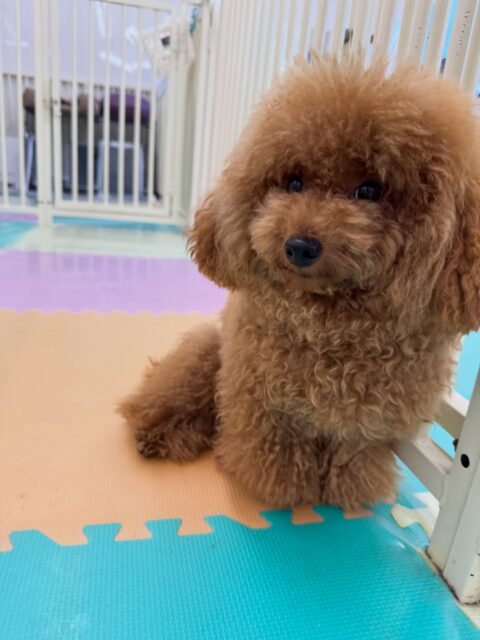 ププちゃん&ポポちゃん🐶
本日は幼稚園体験に来てくれた子が2頭とも相当気に入ったようで、追いかけっこをしたり、園内を3頭で大爆走して楽しんでいました🤣
🐾🐶愛犬のお悩みご相談ください🐶🐾
@kenkohmura_official
↑フォロー待ってます↑
〒955-0091 新潟県三条市上須頃大割428−1
☎︎ 0256-35-3999
✉️ info@kenkohmura.jp
HP: http://kenkohmura.jp
LINE: https://lin.ee/7LIz5sb
#犬幸村#犬の幼稚園 #吠える、噛む #犬のしつけ #トイレ
トイプートイプー可愛いポメラニアンポメラニアン大好き