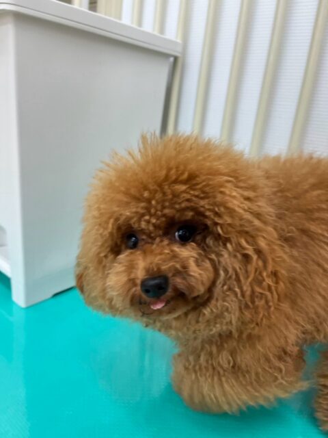 ププちゃん🐶
本日はちまきちゃんがかなり気に入ったようで後ろを追いかけたり、ずーっと匂いを嗅ぎながら近くにいたりして過ごしていました🤭
🐾🐶愛犬のお悩みご相談ください🐶🐾
@kenkohmura_official
↑フォロー待ってます↑
〒955-0091 新潟県三条市上須頃大割428−1
☎︎ 0256-35-3999
✉️ info@kenkohmura.jp
HP: http://kenkohmura.jp
LINE: https://lin.ee/7LIz5sb
#犬幸村#犬の幼稚園 #吠える、噛む #犬のしつけ #トイレ
トイプートイプー可愛いトイプー倶楽部トイプー可愛いすぎるトイプー大好き