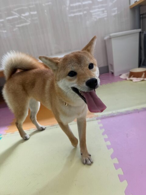 あんずちゃん🐶
本日は相性抜群なももちゃんやコハクちゃん達と朝から夕方までずーっと激しいワンプロを仕掛けあったり、園内を大爆走したりして非常に楽しそうに過ごしていました🤭
🐾🐶愛犬のお悩みご相談ください🐶🐾
@kenkohmura_official
↑フォロー待ってます↑
〒955-0091 新潟県三条市上須頃大割428−1
☎︎ 0256-35-3999
✉️ info@kenkohmura.jp
HP: http://kenkohmura.jp
LINE: https://lin.ee/7LIz5sb
#犬幸村#犬の幼稚園 #吠える、噛む #犬のしつけ #トイレ
柴犬柴犬可愛い柴犬大好き柴犬倶楽部柴犬可愛いすぎる