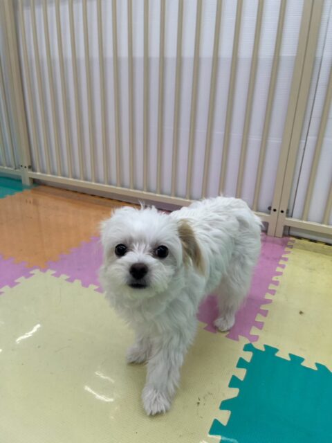 ちまきちゃん🐶
本日はくーちゃんや、メロちゃん、ニコペットのちびっ子達と走り回ったり、みんなでワンプロを仕掛けあったりして非常に楽しそうに過ごしていました🤭
🐾🐶愛犬のお悩みご相談ください🐶🐾
@kenkohmura_official
↑フォロー待ってます↑
〒955-0091 新潟県三条市上須頃大割428−1
☎︎ 0256-35-3999
✉️ info@kenkohmura.jp
HP: http://kenkohmura.jp
LINE: https://lin.ee/7LIz5sb
#犬幸村#犬の幼稚園 #吠える、噛む #犬のしつけ #トイレ
ミックスミックス犬ミックス犬可愛いミックス犬大好きミックス犬倶楽部