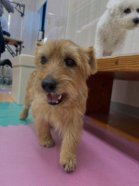 ゴローちゃん🐶
プラッキング上手にしていました👏
大好きなププちゃんの匂いを嗅いだり挨拶していました😁
🐾🐶愛犬のお悩みご相談ください🐶🐾
@kenkohmura_official
↑フォロー待ってます↑
〒955-0091 新潟県三条市上須頃大割428−1
☎︎ 0256-35-3999
✉️ info@kenkohmura.jp
HP: http://kenkohmura.jp
LINE: https://lin.ee/7LIz5sb
#犬幸村#犬の幼稚園 #吠える噛む #犬のしつけ #トイレ
ノーフォークテリア ノーフォークテリア可愛い ノーフォークテリア大好き