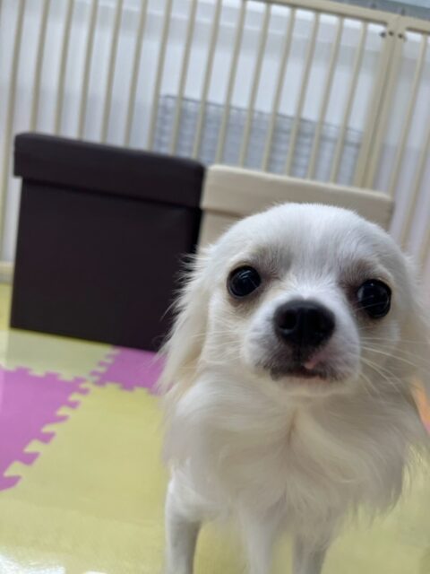 ココちゃん🐶
本日は久しぶりの来園で最初はかなり緊張した様子で周りをキョロキョロみたり、匂いを嗅がれてビクビクしていました‼️ですがだんだん慣れてきたのか自分から匂いを嗅いでみたり、しつこい子達になんだよ!と言ってみたり、自分から匂いを嗅いだりもできていたので非常に良かったです👍
🐾🐶愛犬のお悩みご相談ください🐶🐾
@kenkohmura_official
↑フォロー待ってます↑
〒955-0091 新潟県三条市上須頃大割428−1
☎︎ 0256-35-3999
✉️ info@kenkohmura.jp
HP: http://kenkohmura.jp
LINE: https://lin.ee/7LIz5sb
#犬幸村#犬の幼稚園 #吠える、噛む #犬のしつけ #トイレ
チワワチワワ可愛いチワワ倶楽部チワワ大好きチワワ可愛いすぎる