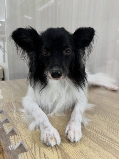 リラちゃん🐶
本日はマロンちゃんと一緒にお腹を出し合ってみたり、とにかく近くにいたいようで、かまってアピールをたくさんしてくれていました🤭
🐾🐶愛犬のお悩みご相談ください🐶🐾
@kenkohmura_official
↑フォロー待ってます↑
〒955-0091 新潟県三条市上須頃大割428−1
☎︎ 0256-35-3999
✉️ info@kenkohmura.jp
HP: http://kenkohmura.jp
LINE: https://lin.ee/7LIz5sb
#犬幸村#犬の幼稚園 #吠える、噛む #犬のしつけ #トイレ
ミックスミックス犬ミックス犬可愛いミックス犬大好きミックス犬倶楽部