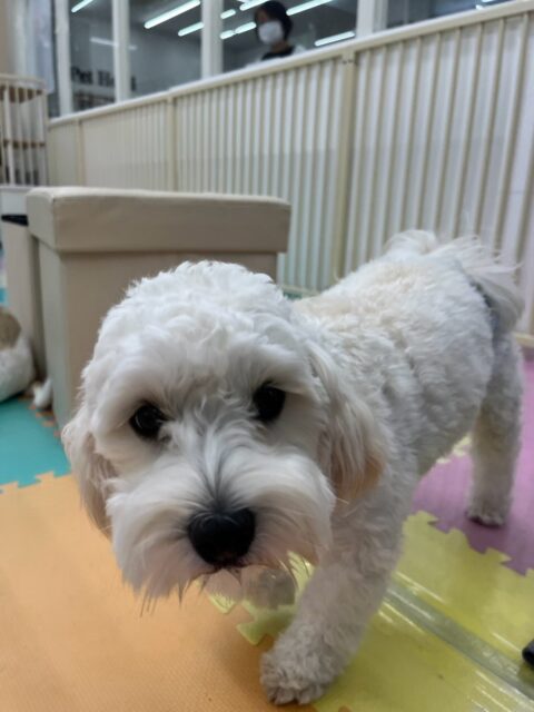 ふうちゃん🐶
本日はコハクちゃんやももちゃん、あんずちゃん達とたくさんお話をしたり、園内を大爆走で走り回ったりして非常に楽しそうに過ごしていました🤭
🐾🐶愛犬のお悩みご相談ください🐶🐾
@kenkohmura_official
↑フォロー待ってます↑
〒955-0091 新潟県三条市上須頃大割428−1
☎︎ 0256-35-3999
✉️ info@kenkohmura.jp
HP: http://kenkohmura.jp
LINE: https://lin.ee/7LIz5sb
#犬幸村#犬の幼稚園 #吠える、噛む #犬のしつけ #トイレ
ミックスミックス犬ミックス犬可愛いミックス犬大好きミックス犬クラ