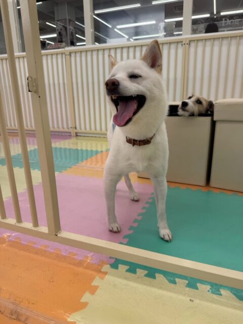 コハクちゃん🐶
本日歯磨きトレーニングを開始して1年5ヶ月が経ちました
歯の状態は非常に綺麗なのでこのまま継続を意識してキープできるように頑張りましょう✊
園内では相変わらず表情豊かなコハクちゃんとくに2枚目がスタッフのお気に入りです🤣
他にもももちゃんやあんずちゃん、ふうちゃん達と走り回ったり、激しいお話し合いをしながら、激しいワンプロを繰り広げたりして過ごしていました👍
🐾🐶愛犬のお悩みご相談ください🐶🐾
@kenkohmura_official
↑フォロー待ってます↑
〒955-0091 新潟県三条市上須頃大割428−1
☎︎ 0256-35-3999
✉️ info@kenkohmura.jp
HP: http://kenkohmura.jp
LINE: https://lin.ee/7LIz5sb
#犬幸村#犬の幼稚園 #吠える、噛む #犬のしつけ #トイレ
柴犬柴犬可愛い柴犬大好き柴犬倶楽部柴犬可愛いすぎる