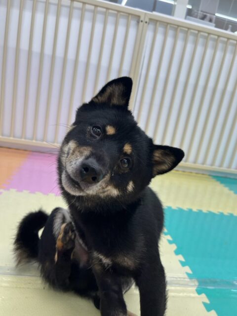 コタローちゃん🐶
本日歯磨きトレーニングを開始して1年4ヶ月が経ちました
歯の状態は変わらずに綺麗にキープされていて良いです‼️このままキープを意識して頑張りましょう✊
園内では、ぽん太ややん丸達と1日中走り回ったり、みんなで激しいワンプロを仕掛けあったりして非常に楽しそうに過ごしていました🤭
🐾🐶愛犬のお悩みご相談ください🐶🐾
@kenkohmura_official
↑フォロー待ってます↑
〒955-0091 新潟県三条市上須頃大割428−1
☎︎ 0256-35-3999
✉️ info@kenkohmura.jp
HP: http://kenkohmura.jp
LINE: https://lin.ee/7LIz5sb
#犬幸村#犬の幼稚園 #吠える、噛む #犬のしつけ #トイレ
柴犬柴犬大好き柴犬倶楽部柴犬可愛いすぎる柴犬可愛い