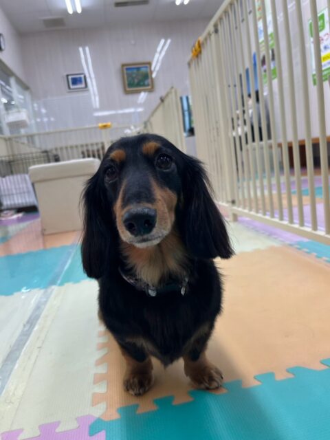 クッキーちゃん🐶
本日はピピちゃんやゴロー丸ちゃん、幼稚園体験に来てくれた子達を追いかけて、走ってみたり、匂いを嗅ぎ合って挨拶をしたりして上手にコミュニケーションをとっていました👍
🐾🐶愛犬のお悩みご相談ください🐶🐾
@kenkohmura_official
↑フォロー待ってます↑
〒955-0091 新潟県三条市上須頃大割428−1
☎︎ 0256-35-3999
✉️ info@kenkohmura.jp
HP: http://kenkohmura.jp
LINE: https://lin.ee/7LIz5sb
#犬幸村#犬の幼稚園 #吠える、噛む #犬のしつけ #トイレ
ダックスダックス可愛いダックス倶楽部ダックス可愛いすぎるダックス大好き