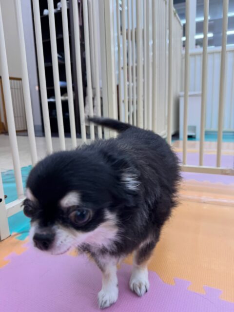 こまめちゃん🐶
本日はメロちゃんやちまきちゃん達が気になるようで自分から挨拶をしたり、匂いを嗅ぎ合ってみたりして過ごしていました🤭
🐾🐶愛犬のお悩みご相談ください🐶🐾
@kenkohmura_official
↑フォロー待ってます↑
〒955-0091 新潟県三条市上須頃大割428−1
☎︎ 0256-35-3999
✉️ info@kenkohmura.jp
HP: http://kenkohmura.jp
LINE: https://lin.ee/7LIz5sb
#犬幸村#犬の幼稚園 #吠える、噛む #犬のしつけ #トイレ
チワワチワワ可愛いチワワ大好きチワワ倶楽部チワワ可愛いすぎる