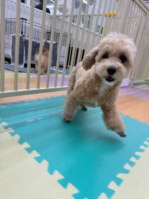 本日幼稚園体験に来てくれました🐶
最初はかなり緊張したのか周りの様子を伺いながらキョロキョロしていましたが、だんだん慣れてきたのか最後には楽しそうに園内を走り回ったり、自分から匂いを嗅ぐこともできていたので非常に良かったです👏
🐾🐶愛犬のお悩みご相談ください🐶🐾
@kenkohmura_official
↑フォロー待ってます↑
〒955-0091 新潟県三条市上須頃大割428−1
☎︎ 0256-35-3999
✉️ info@kenkohmura.jp
HP: http://kenkohmura.jp
LINE: https://lin.ee/7LIz5sb
#犬幸村#犬の幼稚園 #吠える、噛む #犬のしつけ #トイレ
ミックスミックス犬ミックス犬可愛いミックス犬大好きミックス犬倶楽部