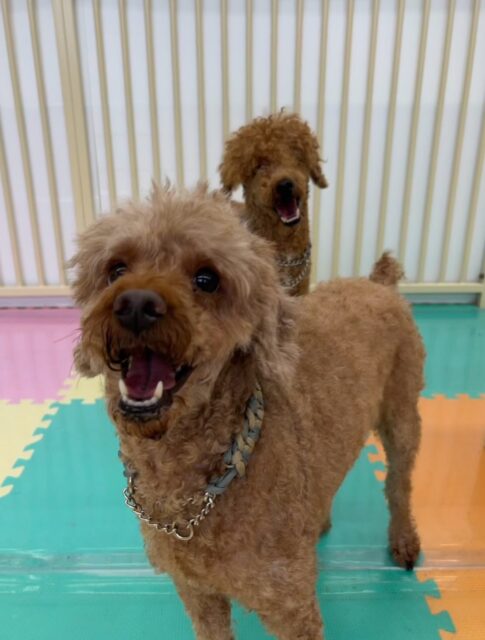 本日幼稚園体験に来てくれました🐶
みんな最初は緊張してあまり動けずに周りをキョロキョロしたりしていましたが、すぐにみんなと打ち解けたようで、自分から挨拶をしたり、匂いを嗅いだりしてコミュニケーションをとって過ごしていました👏
🐾🐶愛犬のお悩みご相談ください🐶🐾
@kenkohmura_official
↑フォロー待ってます↑
〒955-0091 新潟県三条市上須頃大割428−1
☎︎ 0256-35-3999
✉️ info@kenkohmura.jp
HP: http://kenkohmura.jp
LINE: https://lin.ee/7LIz5sb
#犬幸村#犬の幼稚園 #吠える、噛む #犬のしつけ #トイレ
トイプートイプー可愛いトイプー倶楽部トイプー可愛いすぎる