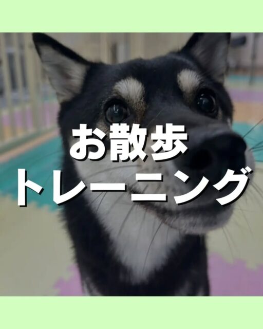 お散歩トレーニング講習会🐶
本日もお散歩トレーニング講習会に参加していただきました😆
こんなお悩みありませんか?
引っ張りが気になる⋯
拾い食いが気になる⋯
他の子や人に吠えてしまう⋯
お気軽にお問い合わせください💁
🐾🐶愛犬のお悩みご相談ください🐶🐾
@kenkohmura_official
↑フォロー待ってます↑
〒955-0091 新潟県三条市上須頃大割428−1
☎︎ 0256-35-3999
✉️ info@kenkohmura.jp
HP: http://kenkohmura.jp
LINE: https://lin.ee/7LIz5sb
#犬幸村#犬の幼稚園 #吠える、噛む #犬のしつけ #トイレ お散歩トレーニング