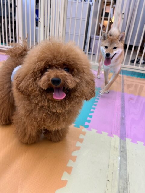 ププちゃん🐶
本日はももちゃんやあんずちゃん達とたくさんちょっかいを出し合ってみたり、園内をぐるぐる追いかけられたりして過ごしていました🤭
🐾🐶愛犬のお悩みご相談ください🐶🐾
@kenkohmura_official
↑フォロー待ってます↑
〒955-0091 新潟県三条市上須頃大割428−1
☎︎ 0256-35-3999
✉️ info@kenkohmura.jp
HP: http://kenkohmura.jp
LINE: https://lin.ee/7LIz5sb
#犬幸村#犬の幼稚園 #吠える、噛む #犬のしつけ #トイレ
トイプートイプー可愛いトイプー倶楽部トイプー可愛いすぎるトイプー大好き