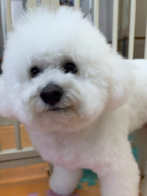 ピピちゃん🐶
本日は大好きなゴロー丸ちゃんやクッキーちゃん達と匂いを嗅ぎ合って、乗っかりあったりして過ごしていました🤭
他にもニコペットのちびっ子達やコタローちゃん達にちょっかいを出されてブチギレたりして過ごしていました🤣
🐾🐶愛犬のお悩みご相談ください🐶🐾
@kenkohmura_official
↑フォロー待ってます↑
〒955-0091 新潟県三条市上須頃大割428−1
☎︎ 0256-35-3999
✉️ info@kenkohmura.jp
HP: http://kenkohmura.jp
LINE: https://lin.ee/7LIz5sb
#犬幸村#犬の幼稚園 #吠える、噛む #犬のしつけ #トイレ
ビションビション大好きビション倶楽部ビション可愛いすぎるビション可愛い